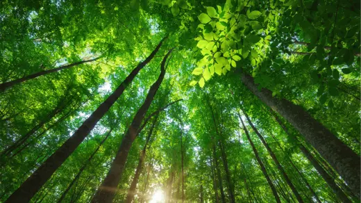 Decoding California’s climate mandates